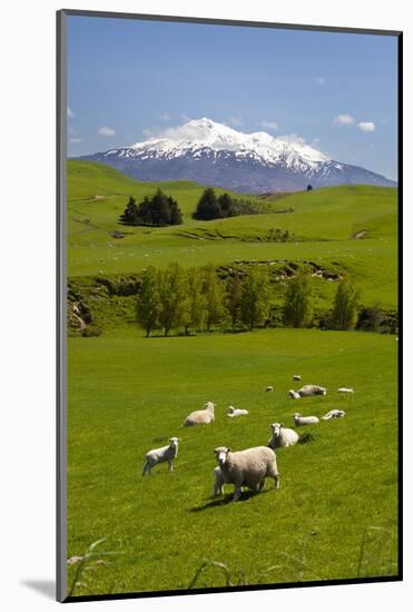 Sheep Grazing Beneath Mount Ruapehu-Stuart-Mounted Photographic Print