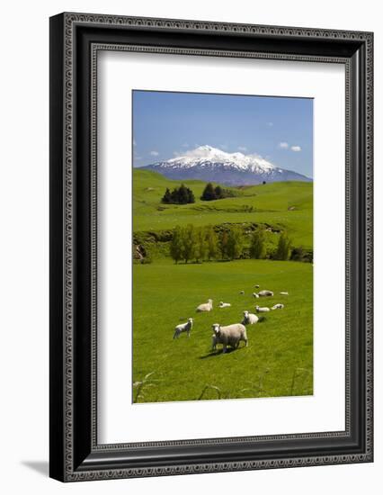 Sheep Grazing Beneath Mount Ruapehu-Stuart-Framed Photographic Print