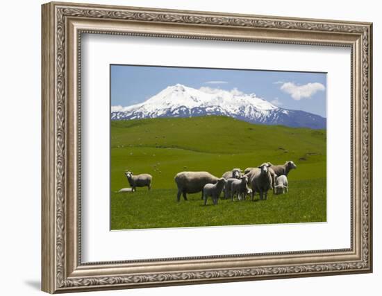 Sheep Grazing Beneath Mount Ruapehu-Stuart-Framed Photographic Print