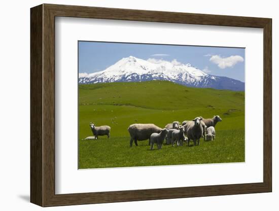 Sheep Grazing Beneath Mount Ruapehu-Stuart-Framed Photographic Print