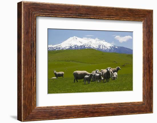 Sheep Grazing Beneath Mount Ruapehu-Stuart-Framed Photographic Print