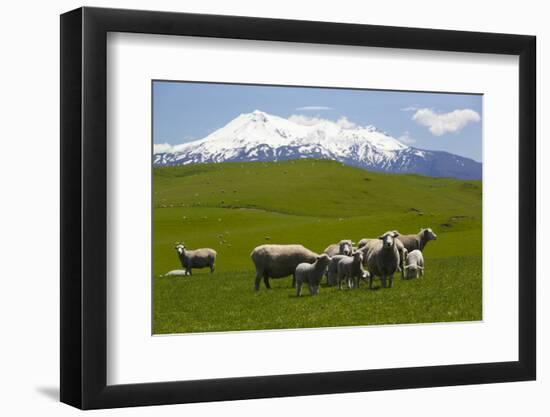 Sheep Grazing Beneath Mount Ruapehu-Stuart-Framed Photographic Print