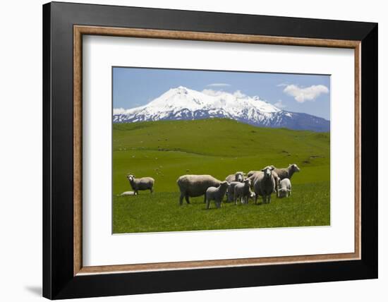 Sheep Grazing Beneath Mount Ruapehu-Stuart-Framed Photographic Print