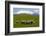 Sheep Grazing Beneath Mount Ruapehu-Stuart-Framed Photographic Print