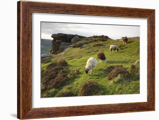 Sheep Grazing, Curbar Edge, Derbyshire, 2009-Peter Thompson-Framed Photographic Print