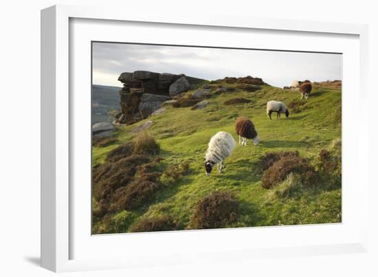 Sheep Grazing, Curbar Edge, Derbyshire, 2009-Peter Thompson-Framed Photographic Print