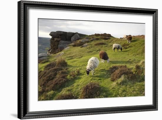 Sheep Grazing, Curbar Edge, Derbyshire, 2009-Peter Thompson-Framed Photographic Print