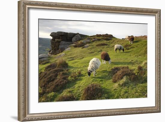 Sheep Grazing, Curbar Edge, Derbyshire, 2009-Peter Thompson-Framed Photographic Print