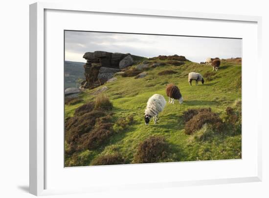 Sheep Grazing, Curbar Edge, Derbyshire, 2009-Peter Thompson-Framed Photographic Print