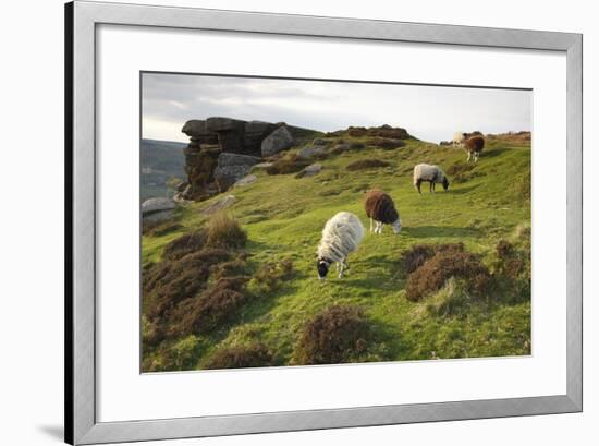 Sheep Grazing, Curbar Edge, Derbyshire, 2009-Peter Thompson-Framed Photographic Print