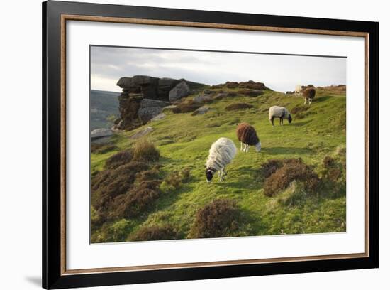 Sheep Grazing, Curbar Edge, Derbyshire, 2009-Peter Thompson-Framed Photographic Print