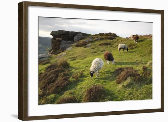 Sheep Grazing, Curbar Edge, Derbyshire, 2009-Peter Thompson-Framed Photographic Print