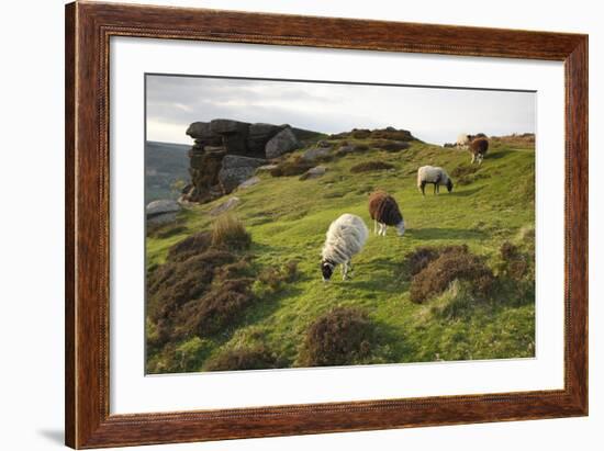 Sheep Grazing, Curbar Edge, Derbyshire, 2009-Peter Thompson-Framed Photographic Print