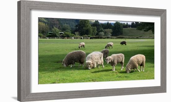 Sheep grazing in a field, Agrodome, State Highway 5, Rotorua, ay of Plenty, North Island, New Ze...-null-Framed Photographic Print