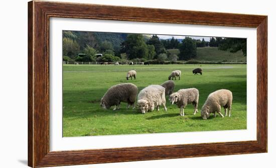 Sheep grazing in a field, Agrodome, State Highway 5, Rotorua, ay of Plenty, North Island, New Ze...-null-Framed Photographic Print