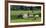 Sheep grazing in a field, Agrodome, State Highway 5, Rotorua, ay of Plenty, North Island, New Ze...-null-Framed Photographic Print