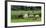 Sheep grazing in a field, Agrodome, State Highway 5, Rotorua, ay of Plenty, North Island, New Ze...-null-Framed Photographic Print