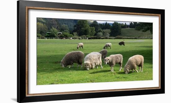 Sheep grazing in a field, Agrodome, State Highway 5, Rotorua, ay of Plenty, North Island, New Ze...-null-Framed Photographic Print