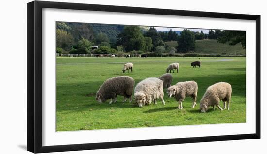 Sheep grazing in a field, Agrodome, State Highway 5, Rotorua, ay of Plenty, North Island, New Ze...-null-Framed Photographic Print