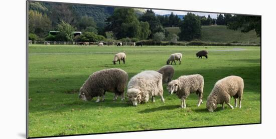 Sheep grazing in a field, Agrodome, State Highway 5, Rotorua, ay of Plenty, North Island, New Ze...-null-Mounted Photographic Print