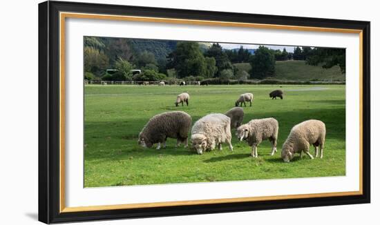 Sheep grazing in a field, Agrodome, State Highway 5, Rotorua, ay of Plenty, North Island, New Ze...-null-Framed Photographic Print