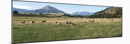 Sheep grazing in field, Riverrun Lodge, Wanaka, Queenstown-Lakes District, Otago Region, South I...-null-Mounted Photographic Print