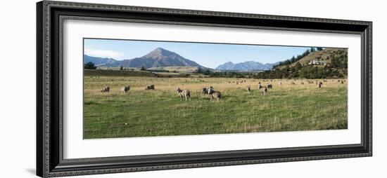 Sheep grazing in field, Riverrun Lodge, Wanaka, Queenstown-Lakes District, Otago Region, South I...-null-Framed Photographic Print