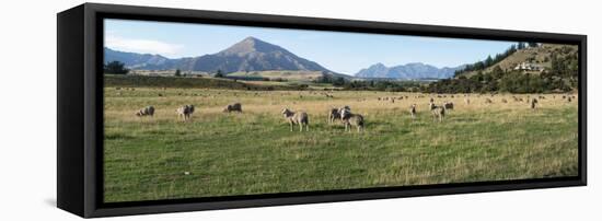 Sheep grazing in field, Riverrun Lodge, Wanaka, Queenstown-Lakes District, Otago Region, South I...-null-Framed Premier Image Canvas