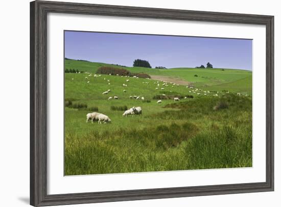 Sheep Grazing in Green Field Near Dunedin, South Island, New Zealand-Jaynes Gallery-Framed Photographic Print