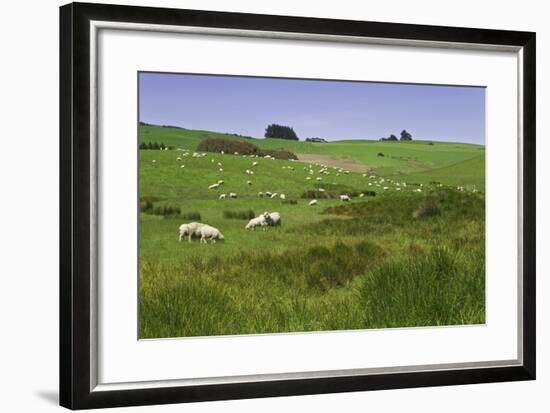 Sheep Grazing in Green Field Near Dunedin, South Island, New Zealand-Jaynes Gallery-Framed Photographic Print