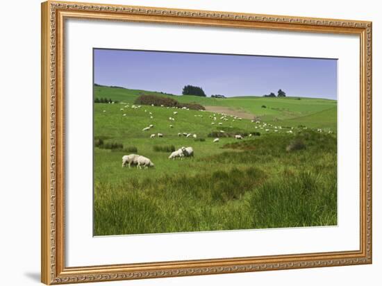 Sheep Grazing in Green Field Near Dunedin, South Island, New Zealand-Jaynes Gallery-Framed Photographic Print