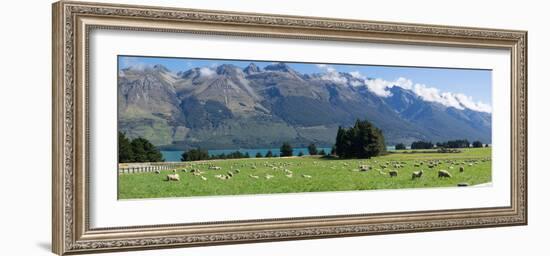 Sheep grazing in pasture near Blanket Bay Lodge, Lake Wakatipu, New Zealand-null-Framed Photographic Print