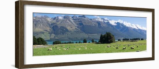 Sheep grazing in pasture near Blanket Bay Lodge, Lake Wakatipu, New Zealand-null-Framed Photographic Print