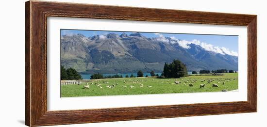 Sheep grazing in pasture near Blanket Bay Lodge, Lake Wakatipu, New Zealand-null-Framed Photographic Print