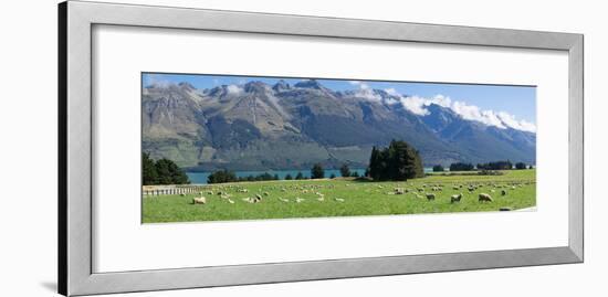 Sheep grazing in pasture near Blanket Bay Lodge, Lake Wakatipu, New Zealand-null-Framed Photographic Print