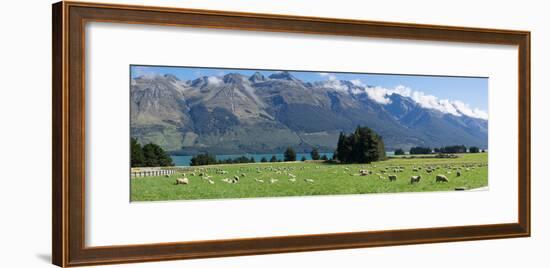 Sheep grazing in pasture near Blanket Bay Lodge, Lake Wakatipu, New Zealand-null-Framed Photographic Print