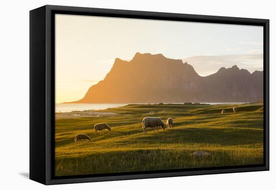 Sheep grazing in the green meadows lit by midnight sun reflected in sea, Uttakleiv, Lofoten Islands-Roberto Moiola-Framed Premier Image Canvas