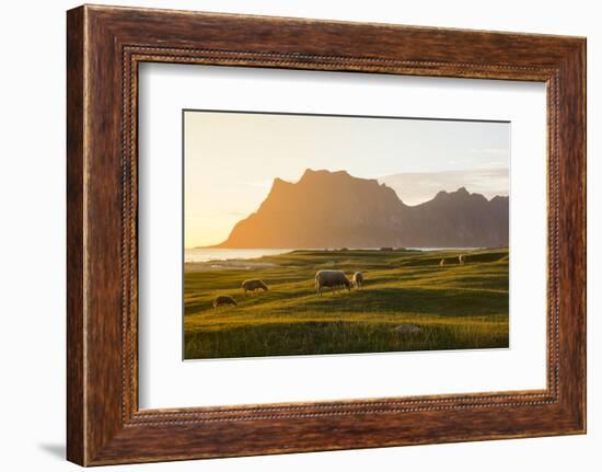 Sheep grazing in the green meadows lit by midnight sun reflected in sea, Uttakleiv, Lofoten Islands-Roberto Moiola-Framed Photographic Print