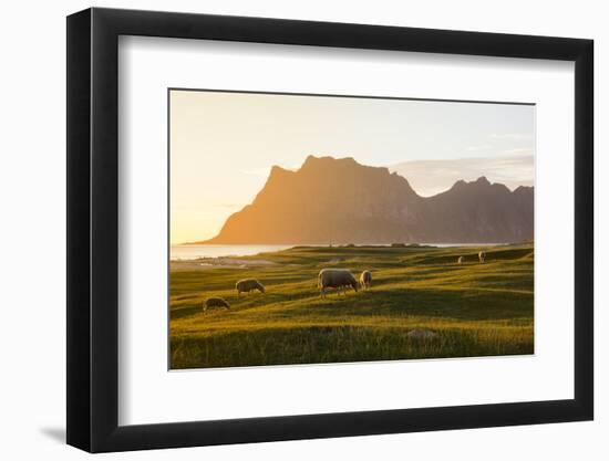 Sheep grazing in the green meadows lit by midnight sun reflected in sea, Uttakleiv, Lofoten Islands-Roberto Moiola-Framed Photographic Print