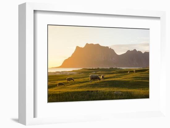 Sheep grazing in the green meadows lit by midnight sun reflected in sea, Uttakleiv, Lofoten Islands-Roberto Moiola-Framed Photographic Print