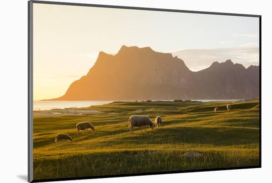 Sheep grazing in the green meadows lit by midnight sun reflected in sea, Uttakleiv, Lofoten Islands-Roberto Moiola-Mounted Photographic Print