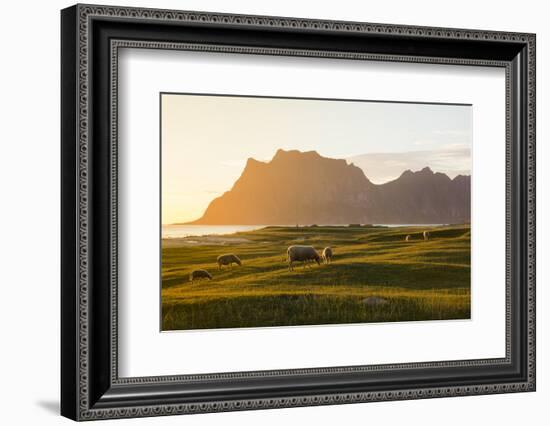 Sheep grazing in the green meadows lit by midnight sun reflected in sea, Uttakleiv, Lofoten Islands-Roberto Moiola-Framed Photographic Print