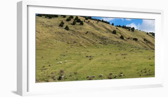 Sheep grazing on hillside, Taihape, Manawatu-Wanganui, North Island, New Zealand-null-Framed Photographic Print