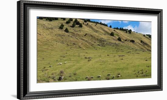 Sheep grazing on hillside, Taihape, Manawatu-Wanganui, North Island, New Zealand-null-Framed Photographic Print