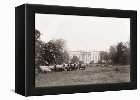 Sheep Grazing on the White House Lawn. During World War 1 from 1916 to 1919-null-Framed Stretched Canvas