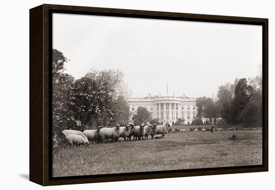 Sheep Grazing on the White House Lawn. During World War 1 from 1916 to 1919-null-Framed Stretched Canvas