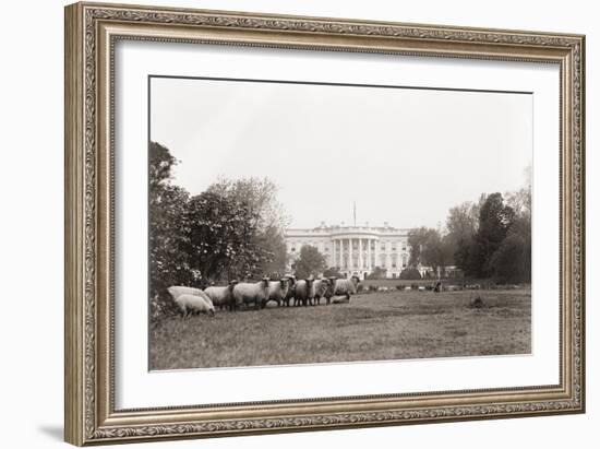 Sheep Grazing on the White House Lawn. During World War 1 from 1916 to 1919-null-Framed Photo