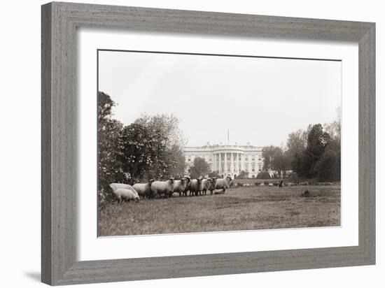 Sheep Grazing on the White House Lawn. During World War 1 from 1916 to 1919-null-Framed Photo