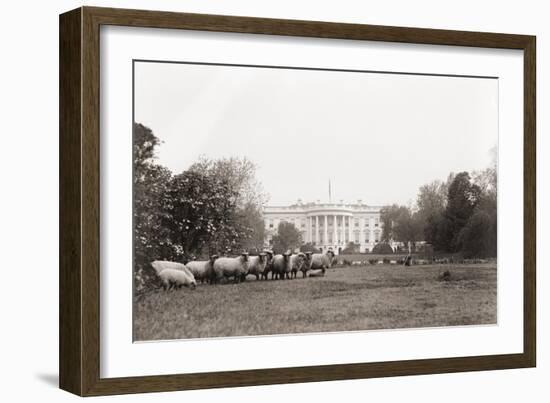 Sheep Grazing on the White House Lawn. During World War 1 from 1916 to 1919-null-Framed Photo