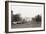 Sheep Grazing on the White House Lawn. During World War 1 from 1916 to 1919-null-Framed Photo